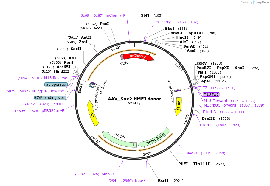 97322-plasmid-map-sequence-id-182791