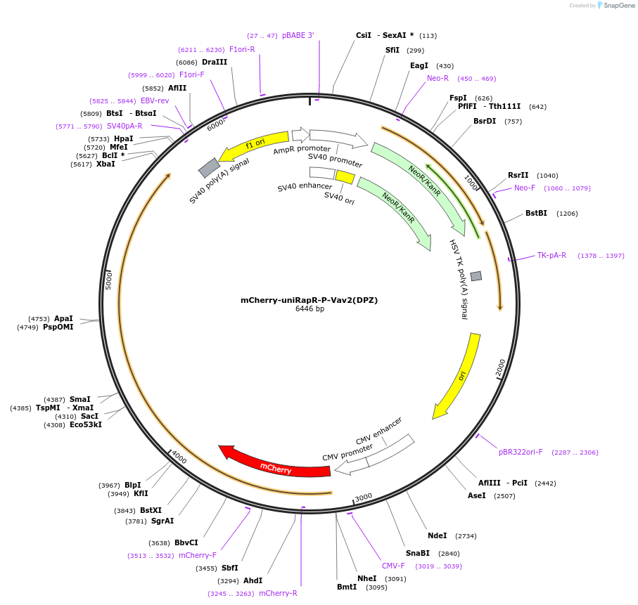 91875-plasmid-map-sequence-id-182796