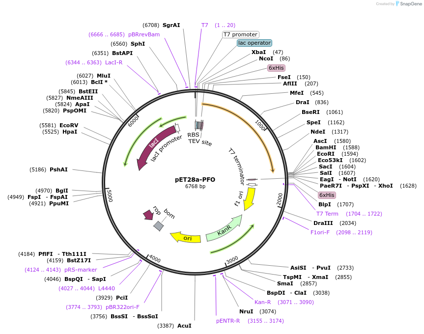 92109-plasmid-map-sequence-id-182824