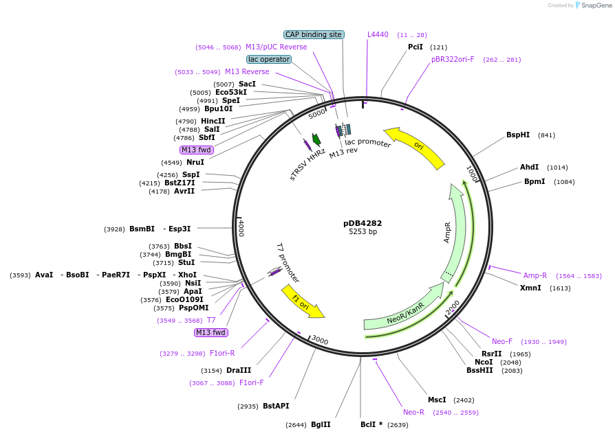 98701-plasmid-map-sequence-id-182827