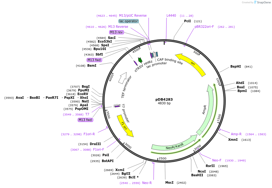 98702-plasmid-map-sequence-id-182828