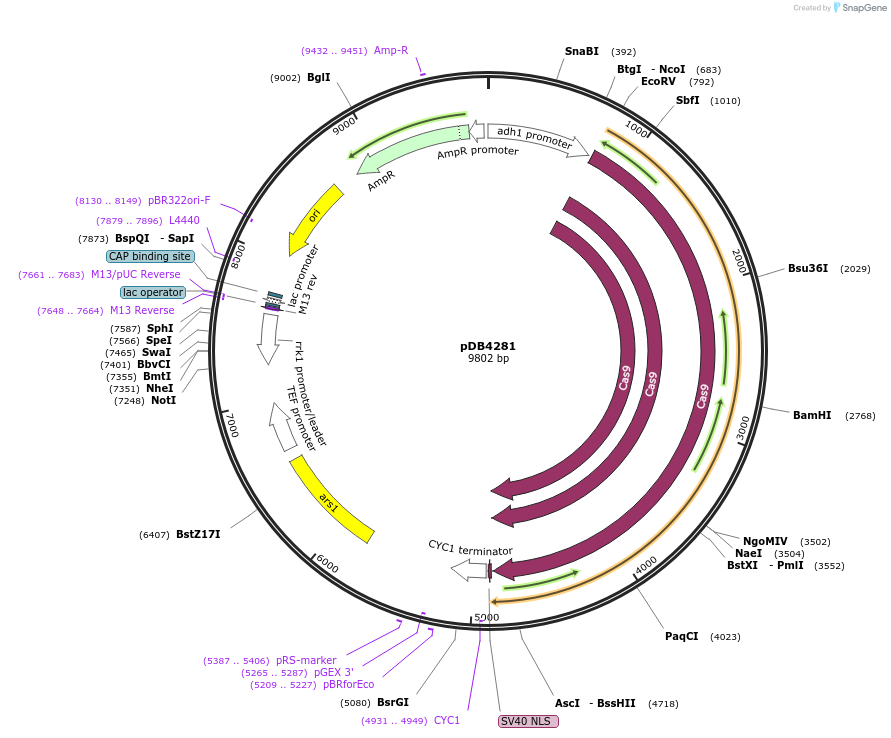 98700-plasmid-map-sequence-id-182829