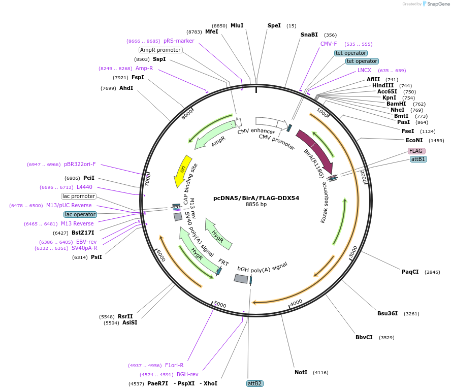 97063-plasmid-map-sequence-id-182831