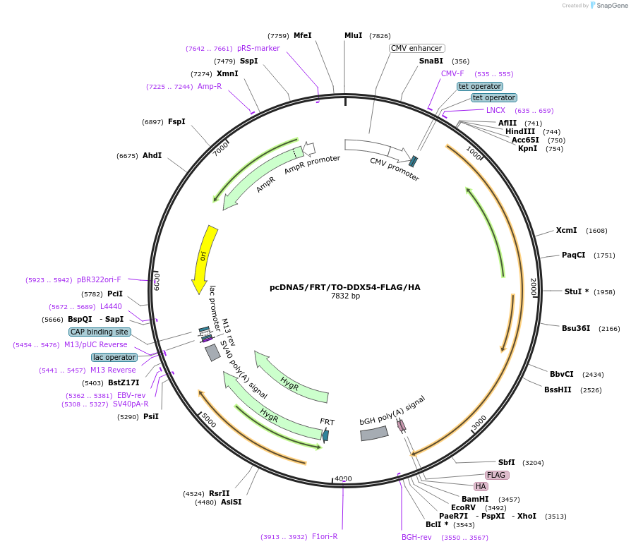 97062-plasmid-map-sequence-id-182832
