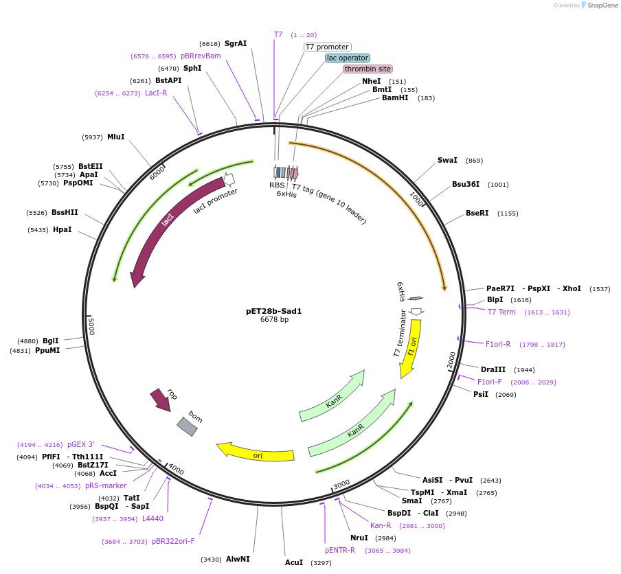 90297-plasmid-map-sequence-id-182843