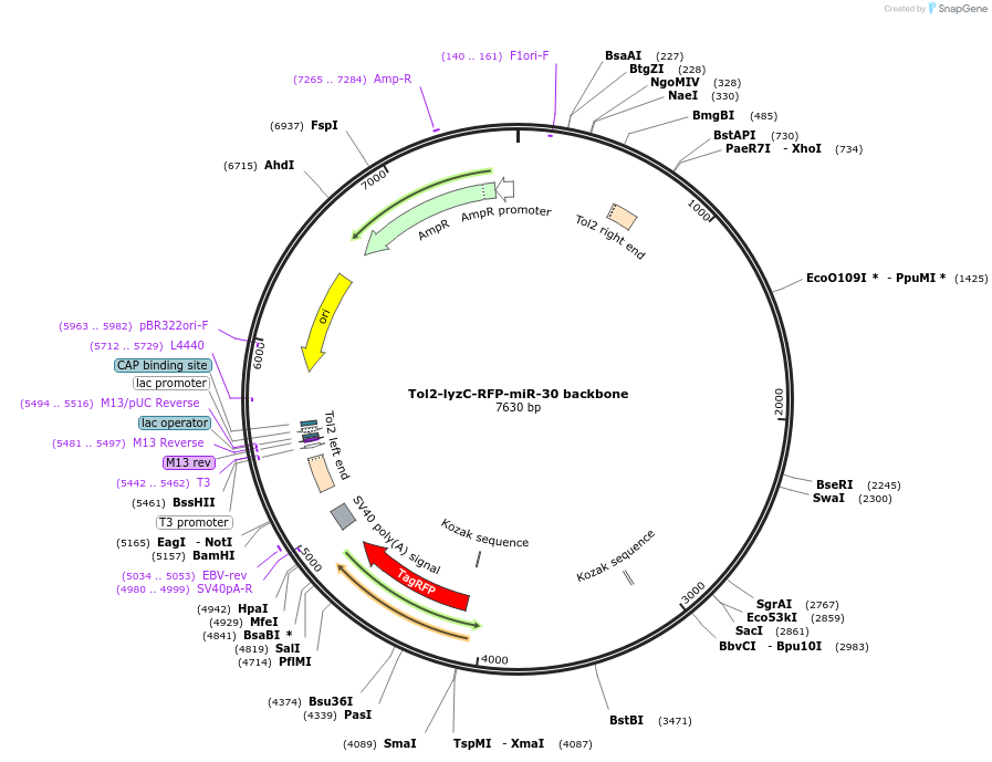 97147-plasmid-map-sequence-id-182846