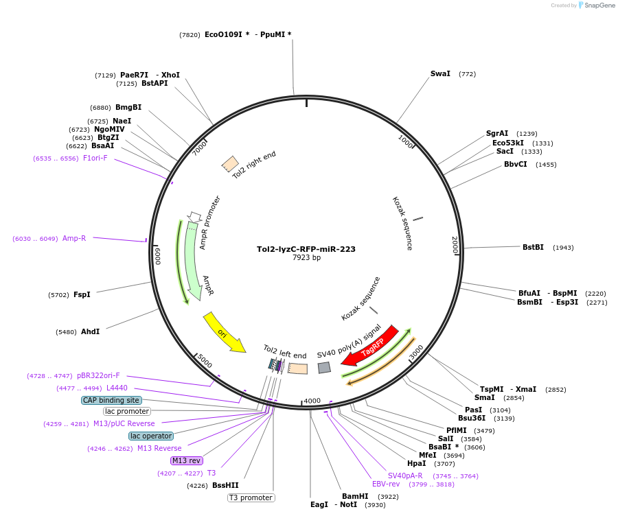 97148-plasmid-map-sequence-id-182848