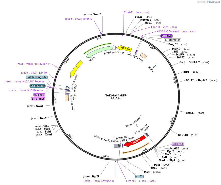 97149-plasmid-map-sequence-id-182850