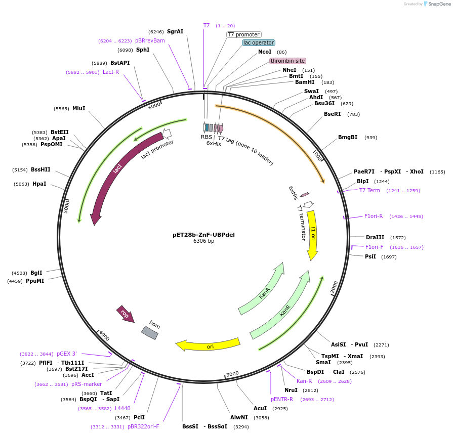 90299-plasmid-map-sequence-id-182854