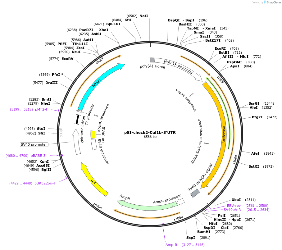 97153-plasmid-map-sequence-id-182857