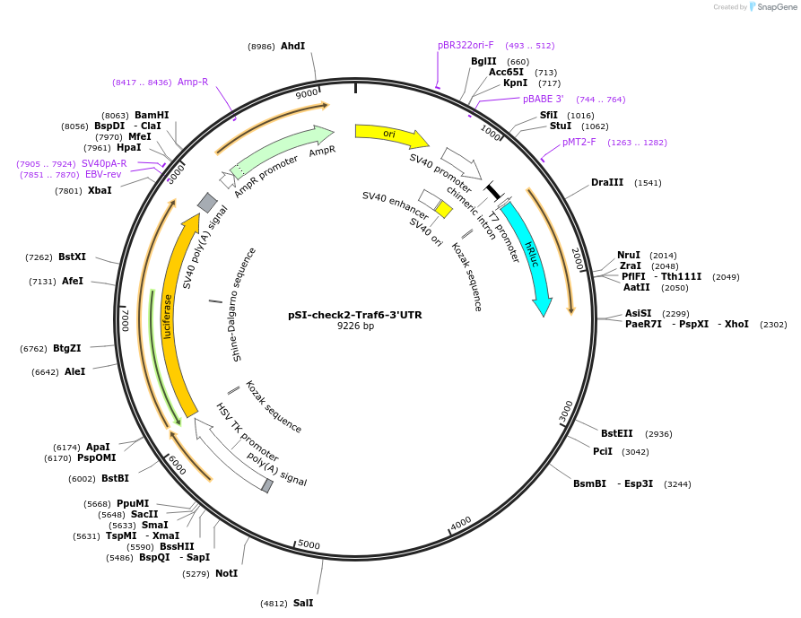 97154-plasmid-map-sequence-id-182861