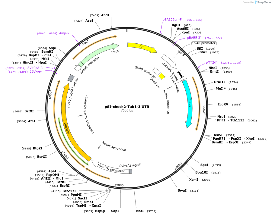 97155-plasmid-map-sequence-id-182870