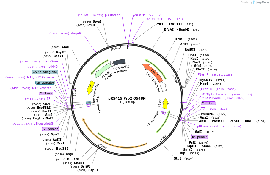 87604-plasmid-map-sequence-id-182879