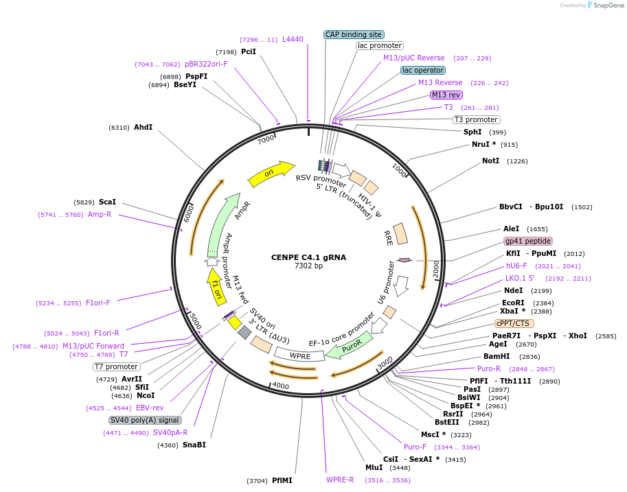 90615-plasmid-map-sequence-id-182881