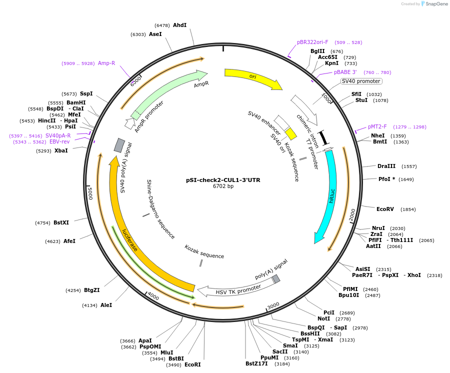97156-plasmid-map-sequence-id-182888