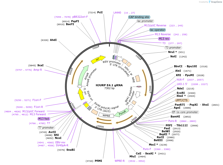 90711-plasmid-map-sequence-id-182895
