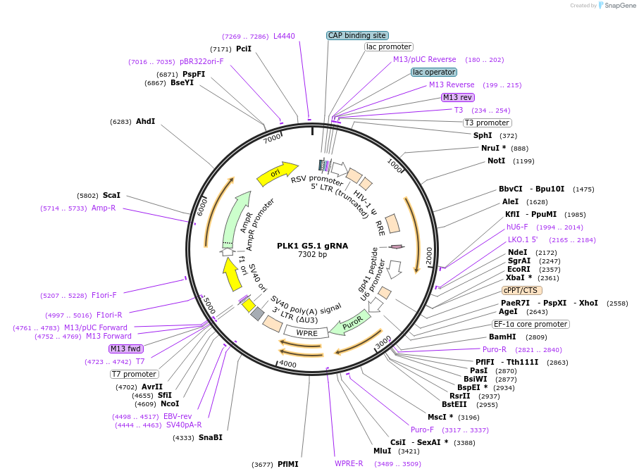 90834-plasmid-map-sequence-id-182896