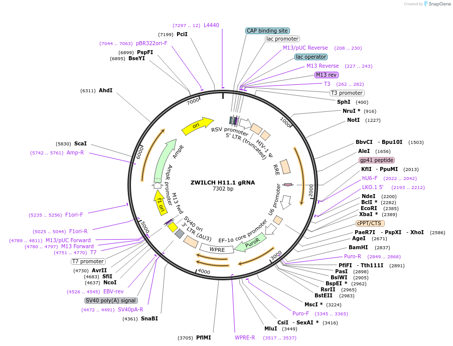 90945-plasmid-map-sequence-id-182898