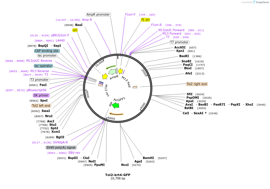 97151-plasmid-map-sequence-id-182915
