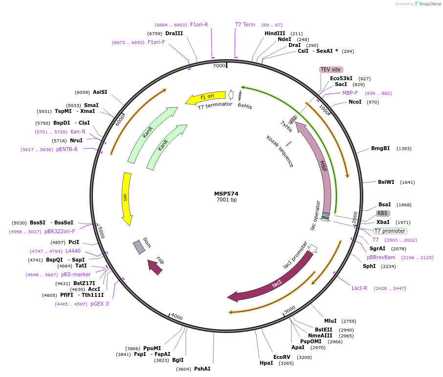 98807-plasmid-map-sequence-id-182919