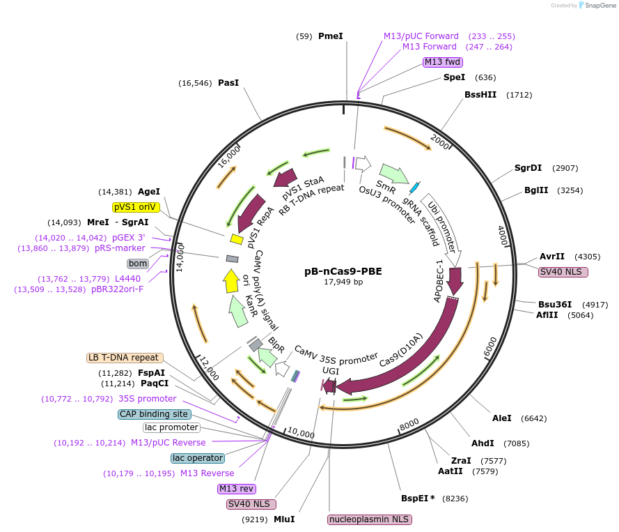 98160-plasmid-map-sequence-id-182932