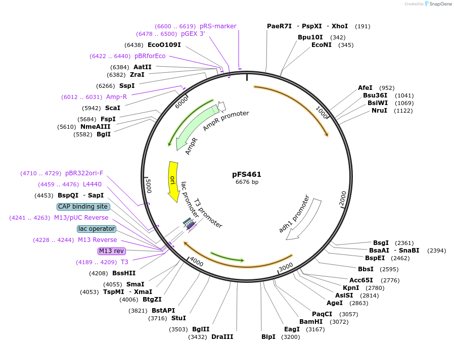 89064-plasmid-map-sequence-id-182940