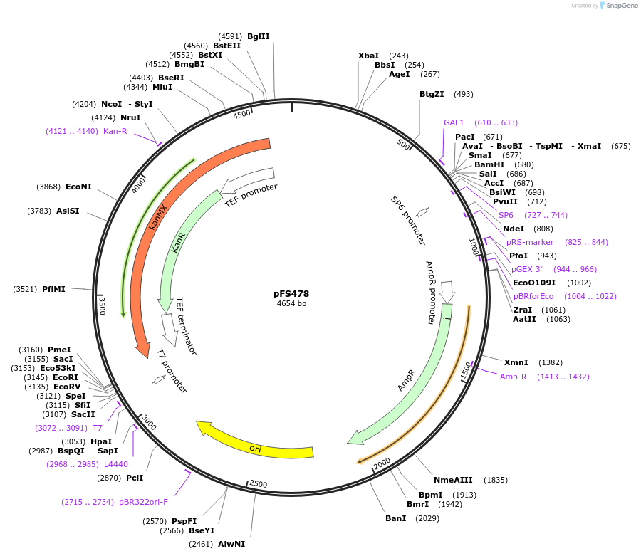 89066-plasmid-map-sequence-id-182942