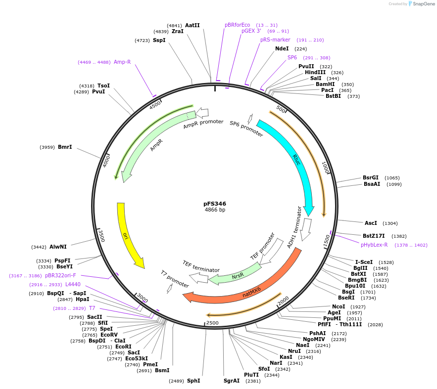 89350-plasmid-map-sequence-id-182944