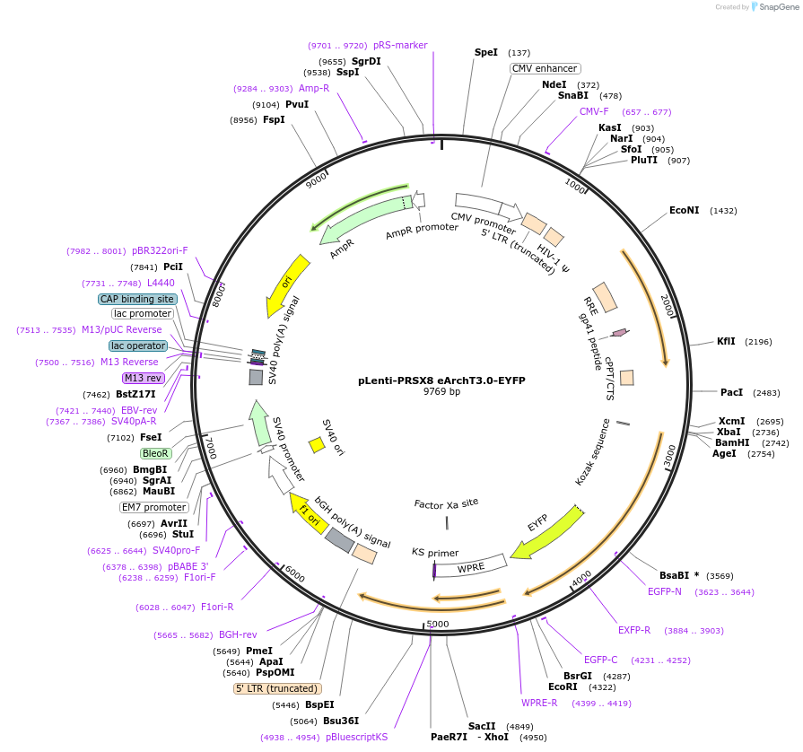 89538-plasmid-map-sequence-id-182950