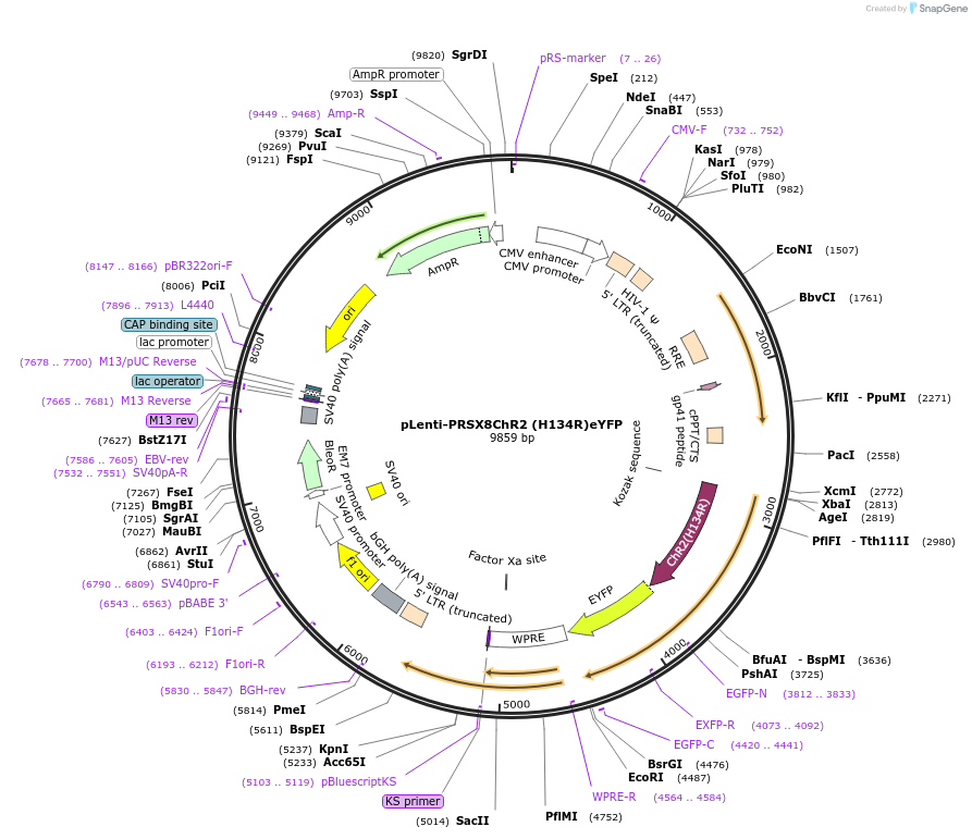 89539-plasmid-map-sequence-id-182951