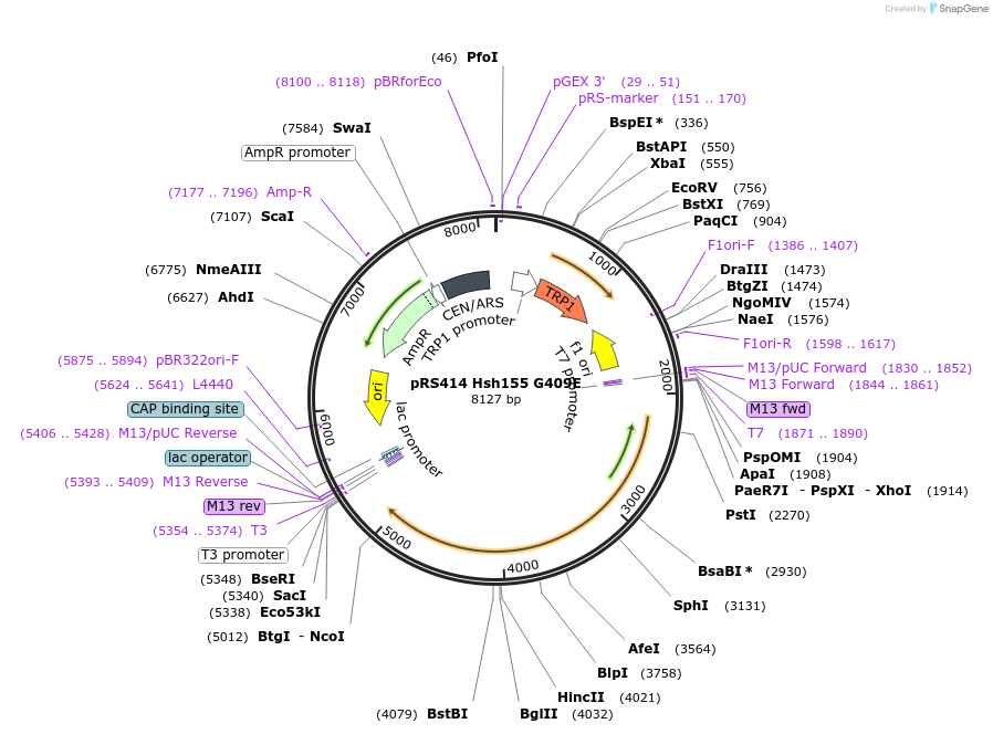 87279-plasmid-map-sequence-id-183000
