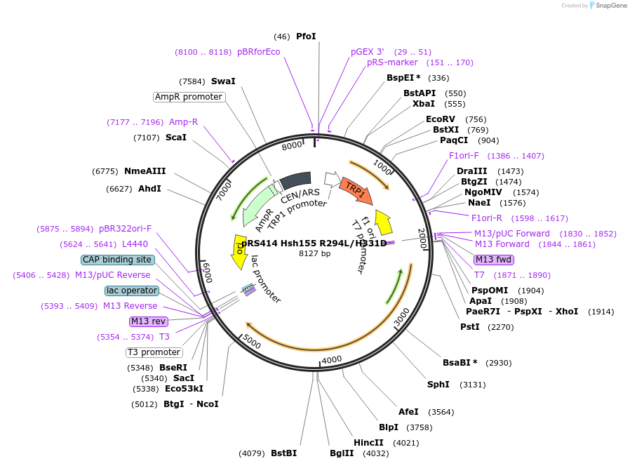 87282-plasmid-map-sequence-id-183002