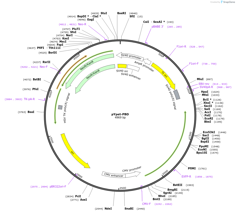 22781-plasmid-map-sequence-id-183006
