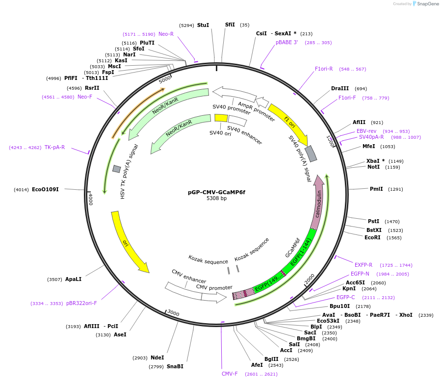 40755-plasmid-map-sequence-id-183009