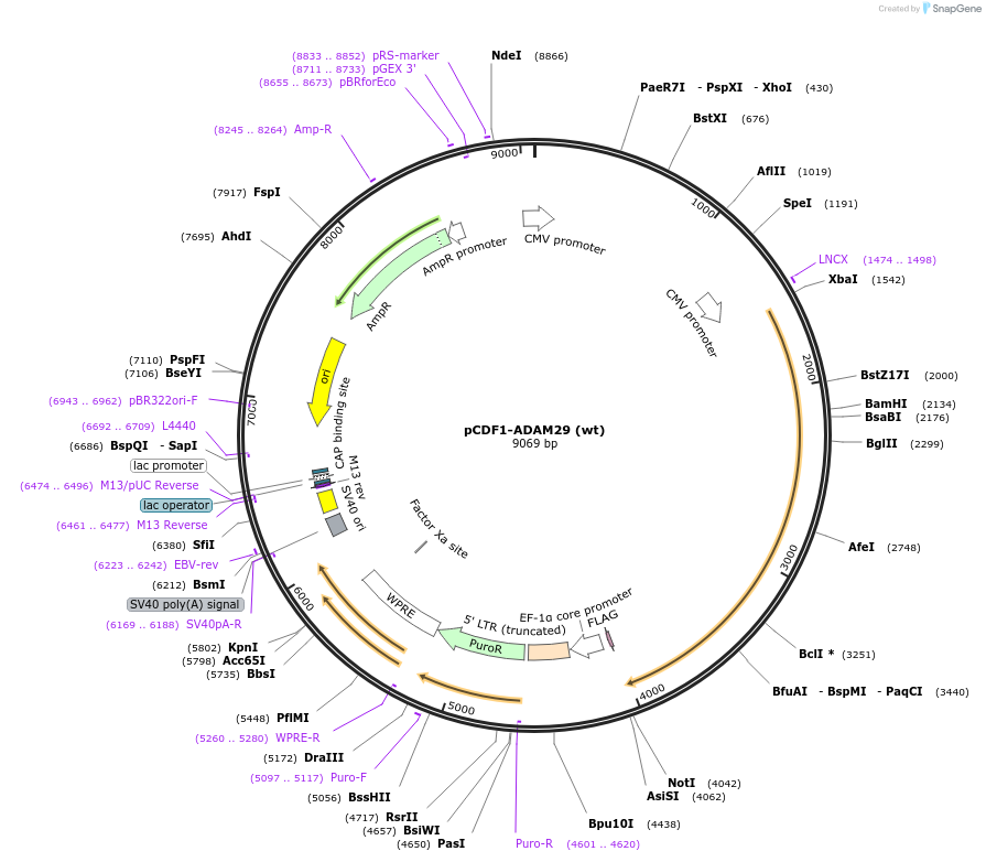 31143-plasmid-map-sequence-id-183013