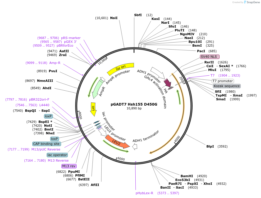 87303-plasmid-map-sequence-id-183016