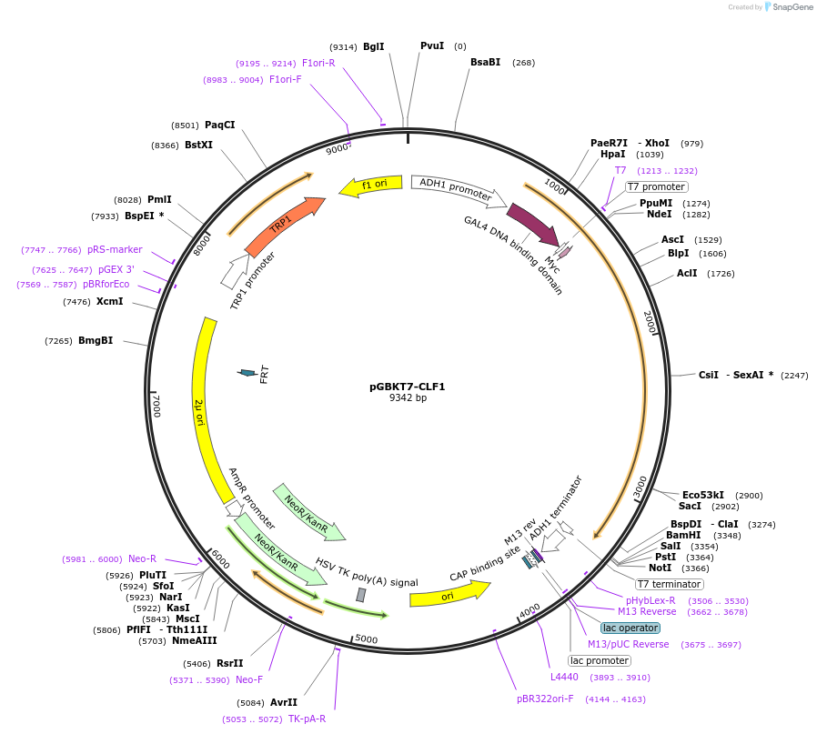 87548-plasmid-map-sequence-id-183022
