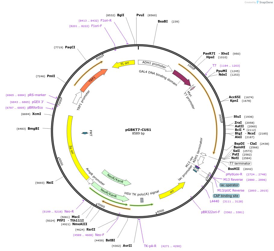 87557-plasmid-map-sequence-id-183025