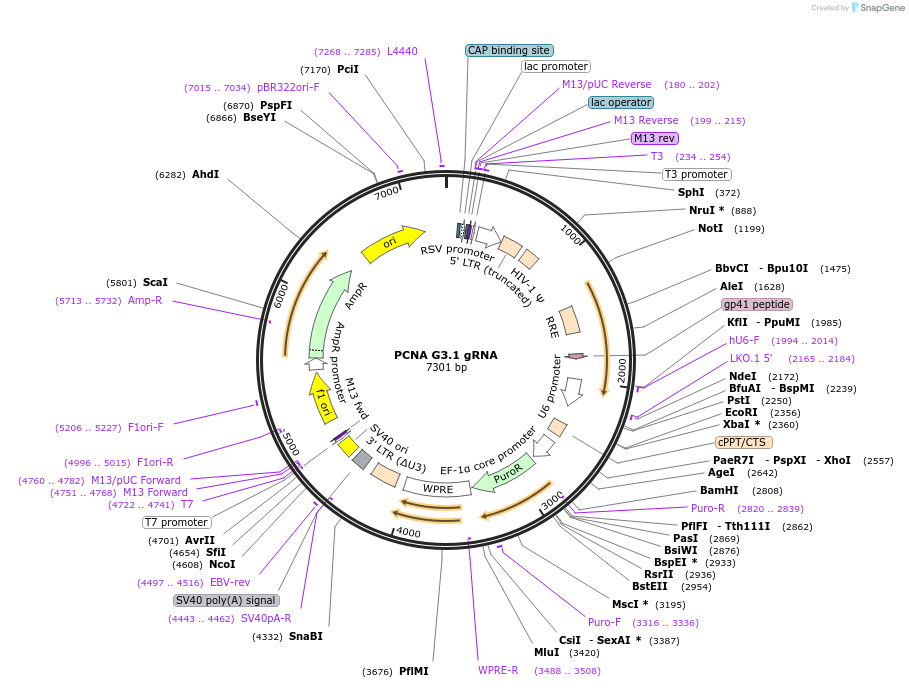 90828-plasmid-map-sequence-id-183029