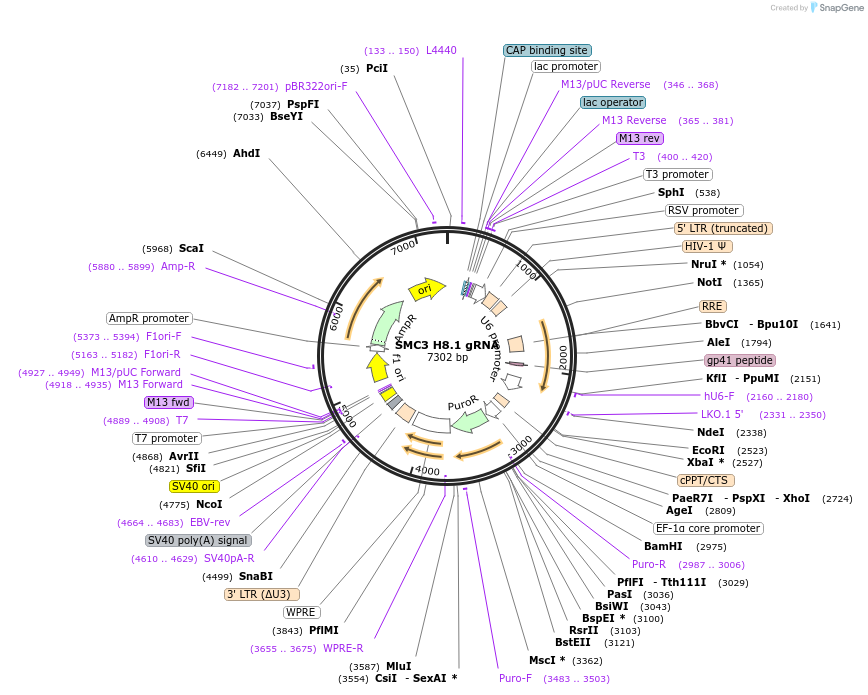 90895-plasmid-map-sequence-id-183030