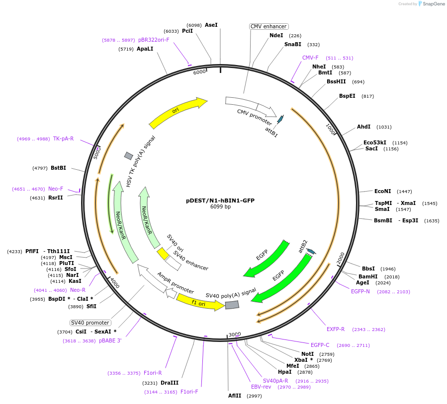 27305-plasmid-map-sequence-id-183040