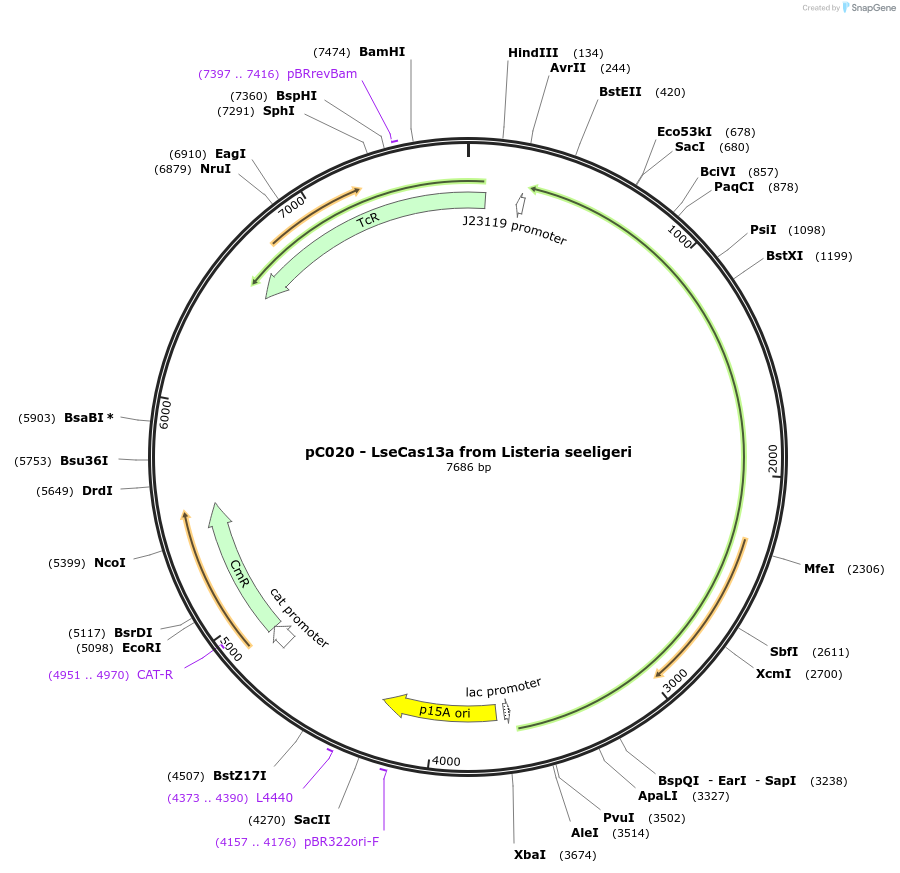 91910-plasmid-map-sequence-id-183041