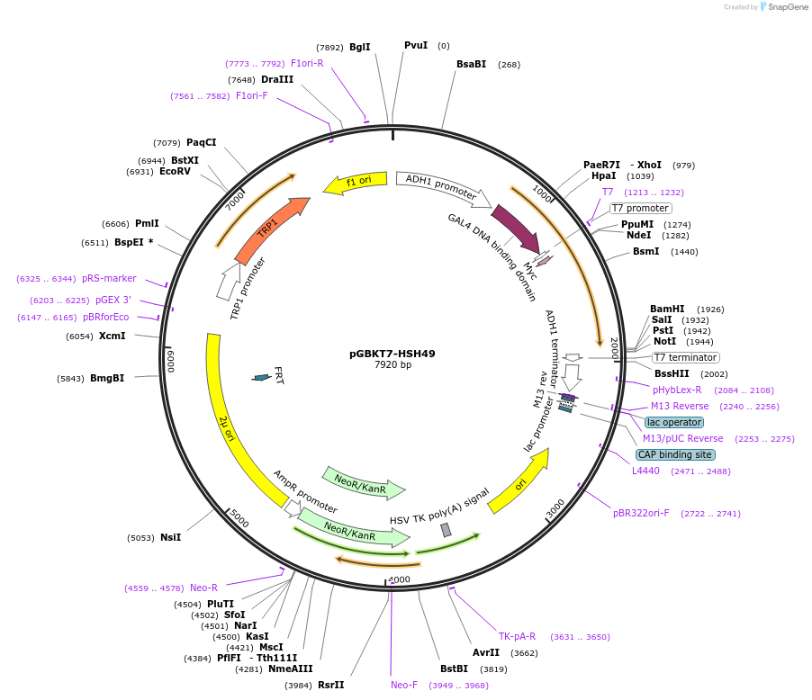 87573-plasmid-map-sequence-id-183080