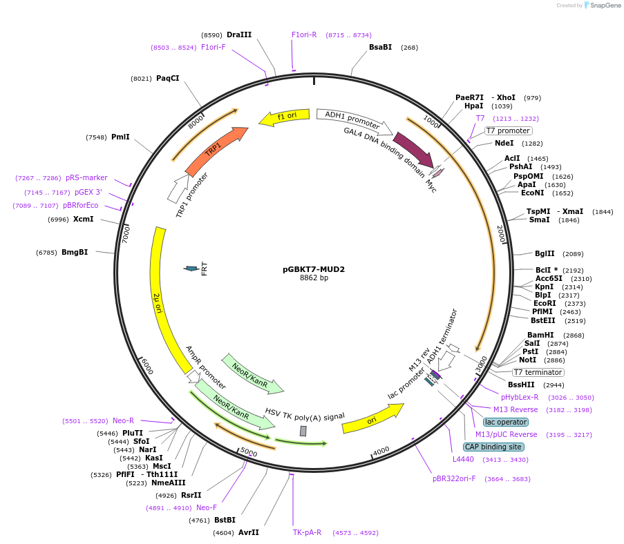 87588-plasmid-map-sequence-id-183081