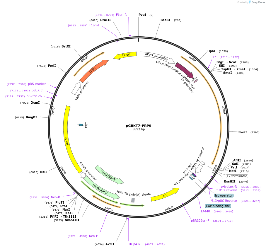87593-plasmid-map-sequence-id-183083