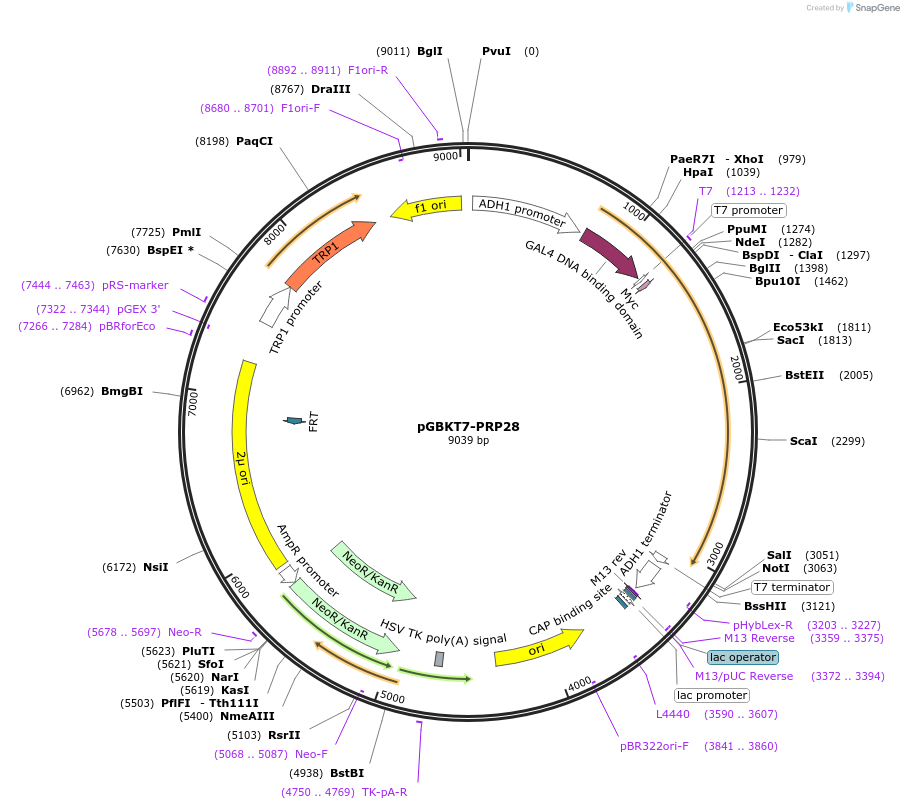 87595-plasmid-map-sequence-id-183086
