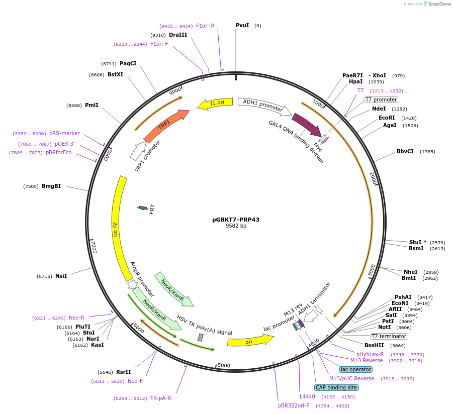 87596-plasmid-map-sequence-id-183087