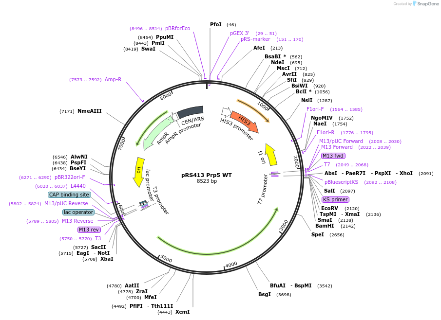 87599-plasmid-map-sequence-id-183092
