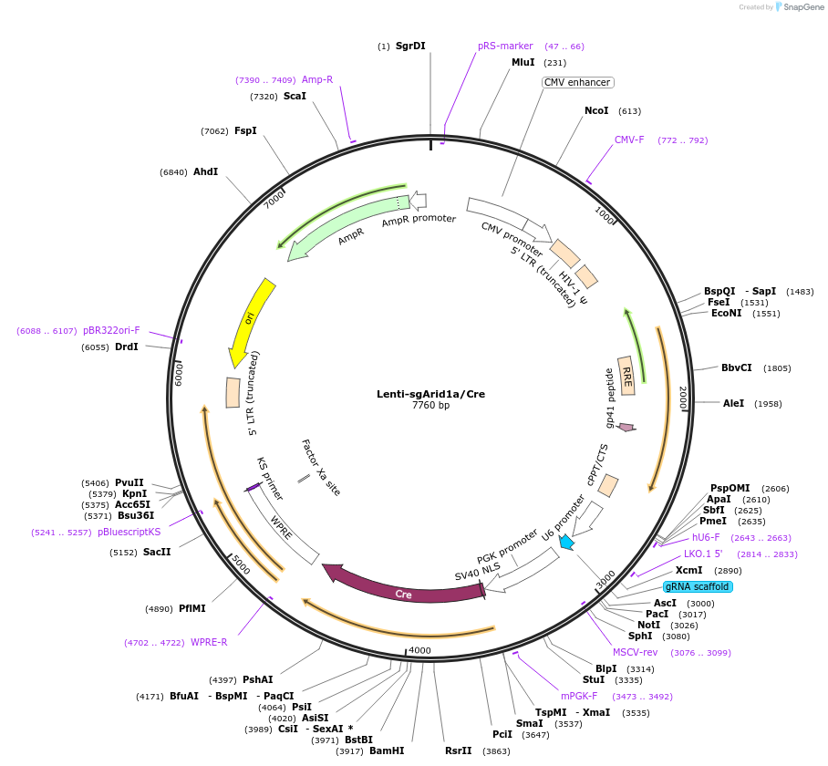 89642-plasmid-map-sequence-id-183096