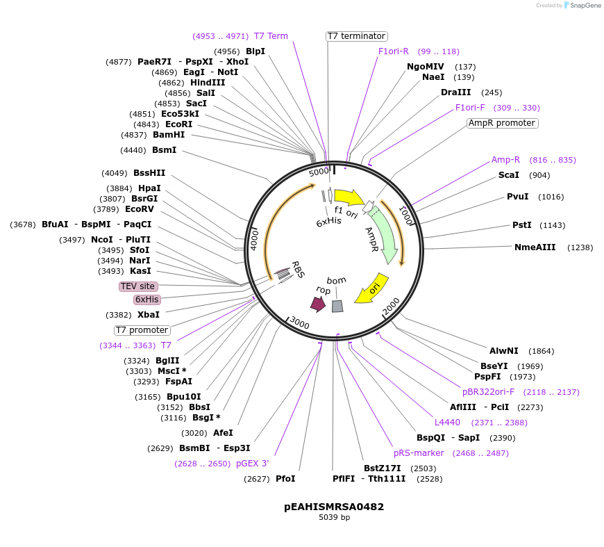 96968-plasmid-map-sequence-id-183099